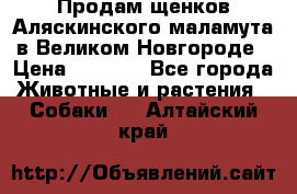 Продам щенков Аляскинского маламута в Великом Новгороде › Цена ­ 5 000 - Все города Животные и растения » Собаки   . Алтайский край